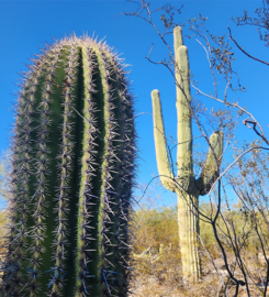 Sabino Canyon